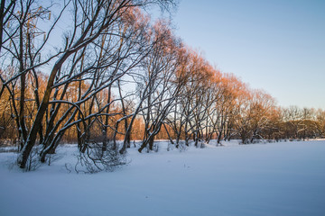 Trees alley at winter sunset