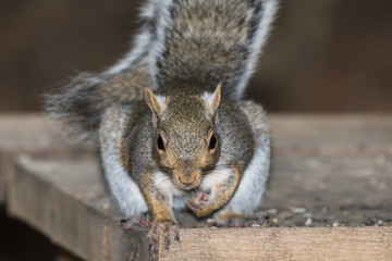 Gray Squirrel (Sciurus carolinensis)