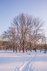 Fototapeta premium Trees alley at winter sunset