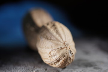 Feinstruktur der Schale einer Erdnuss