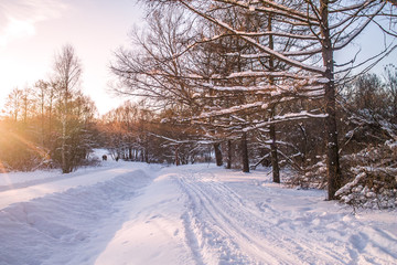 Obraz premium Aleja drzew o zachodzie słońca zimą