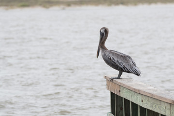 Brown Pelican (Pelecanus occidentalis)