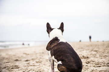 Pug dog sitting on the beach