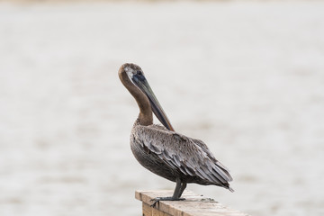 Brown Pelican (Pelecanus occidentalis)