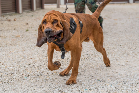 best harness for bloodhounds