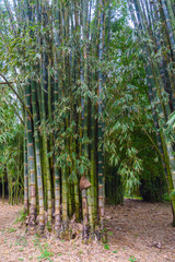 Bamboo branch in bamboo forest, beautiful green nature background