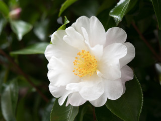 Acidófilas que florecen en invierno: La camelia - Burés .