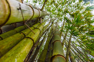 Bamboo branch in bamboo forest, beautiful green nature background