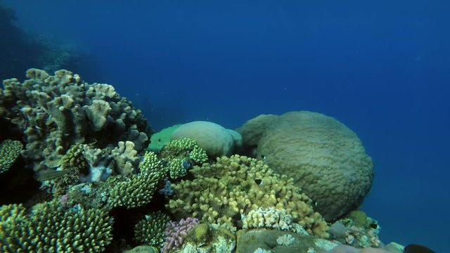 beautiful coral reef resembling a well, Red sea, Marsa Alam, Abu Dabab, Egypt
