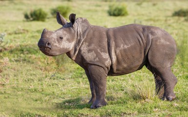 Obraz premium Baby White Rhino with an Attitude