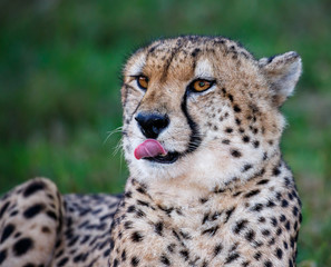 Cheetah Portrait on Green Backround