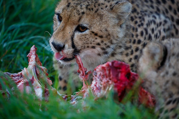 Cheetah Wild Cat Eating