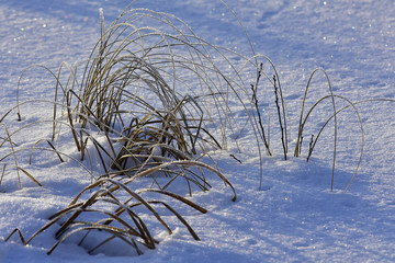 Winter Grass