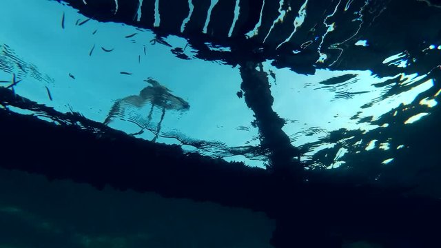 Arabian Reef-egret or Western Reef Heron (Egretta gularis schistacea) sits on a pier and loks under water on the school of fish - underwater split level, Red sea, Marsa Alam, Abu Dabab, Egypt
