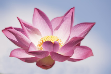 The bright lotus on the natural background.