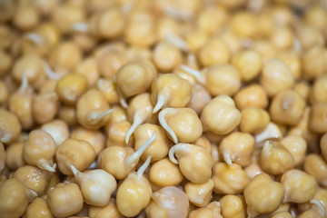 Wet sprouted Garbanzo Beans Chickpeas 