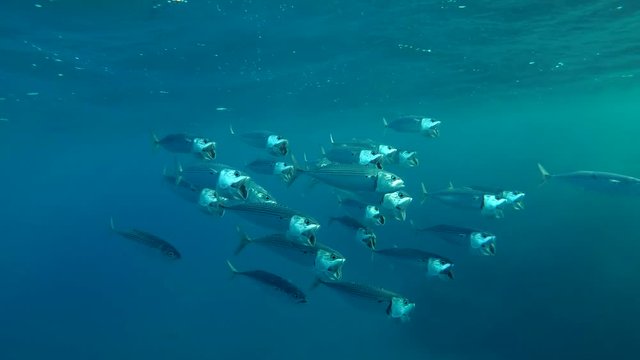 School of Mackerel feeds plankton under the surface in the blue water, Red sea, Marsa Alam, Abu Dabab, Egypt
