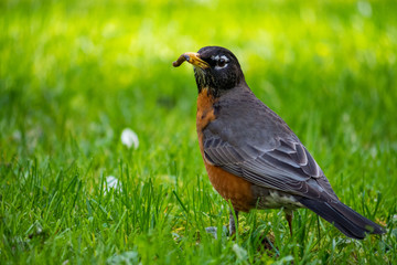 Robin on the green grass field with a big in its mouth