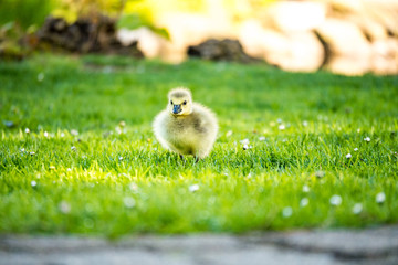 cute yellow gosling walking on the fresh green grasses in the morning