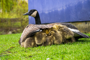 goslings hiding under mama goose's wings under the rain