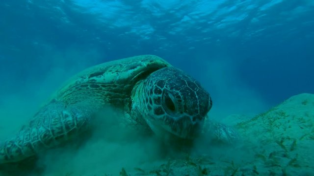 Portrait of a Green Sea Turtle (Chelonia mydas) eating sea grass, Red sea, Marsa Alam, Abu Dabab, Egypt
