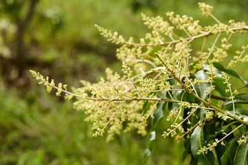 Footage of a mango tree in full bloom