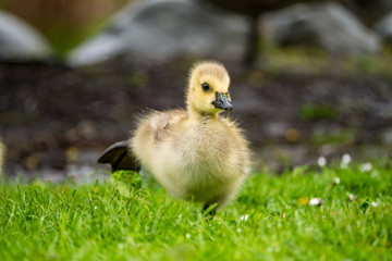 gosling stretching its leg like sumo wrestler 