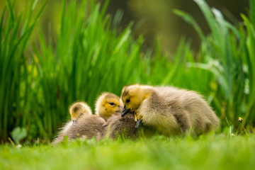 three cute goslings resting together on the grass near the pond