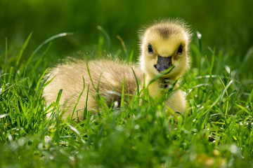 gosling hiding behind grass looking at you