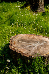 big tree stool on green grass