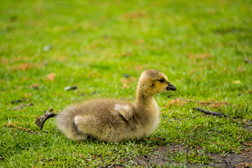 single gosling resting on the grass and stretching one of its leg.