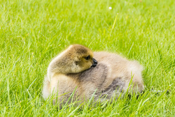 single gosling sleeping on green grass.