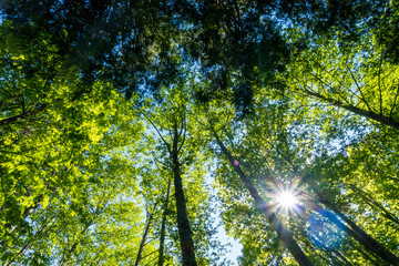 Obraz premium sunlight shone through the forest