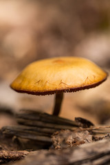 orange mushroom in the forest close-up