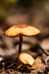 orange mushroom in the forest close-up