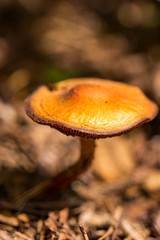 orange mushroom in the forest close-up