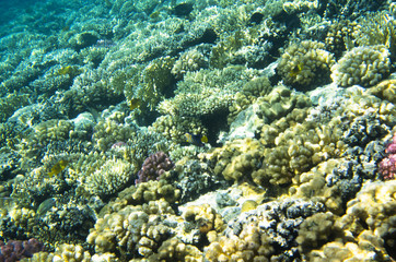 Fototapeta premium Bright coral carpet on the seabed