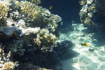 Fototapeta na wymiar Coral rocks on the sandy bottom