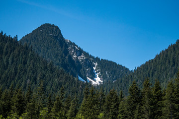 Obraz premium snow covered valley in the forest