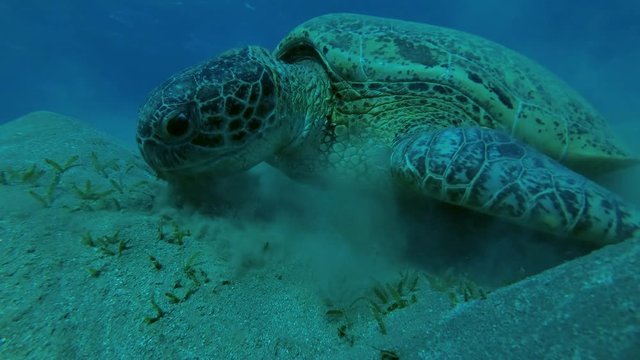 Portrait of a Green Sea Turtle (Chelonia mydas) eating sea grass, Red sea, Marsa Alam, Abu Dabab, Egypt
