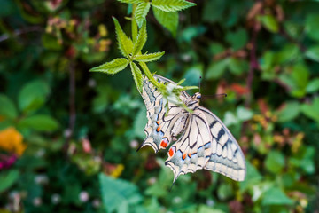Butterfly Machaon