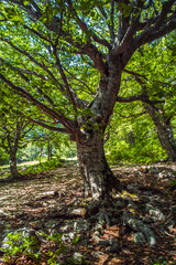 Fototapete bei efototapeten.de bestellen   