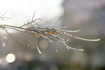 Close-up branch of sea buckthorn is covered with frost