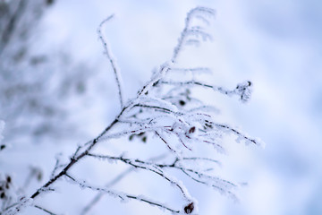 Hoarfrost on branches