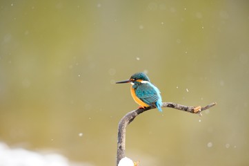 冬のカワセミ./雪が降る中、止まり木に止まるカワセミです.