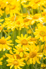 yellow flower field background