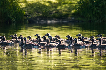goslings swimming in the pond