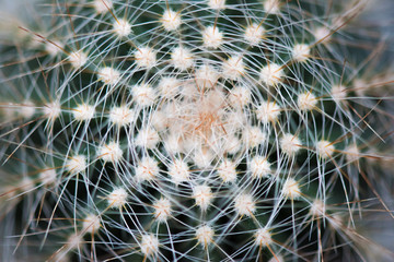 Cactus Gaiser Observatory - Manito Park