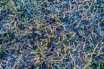 Grass covered with a hoarfrost on autumn