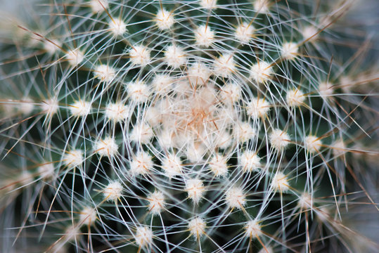 Cactus Gaiser Observatory - Manito Park